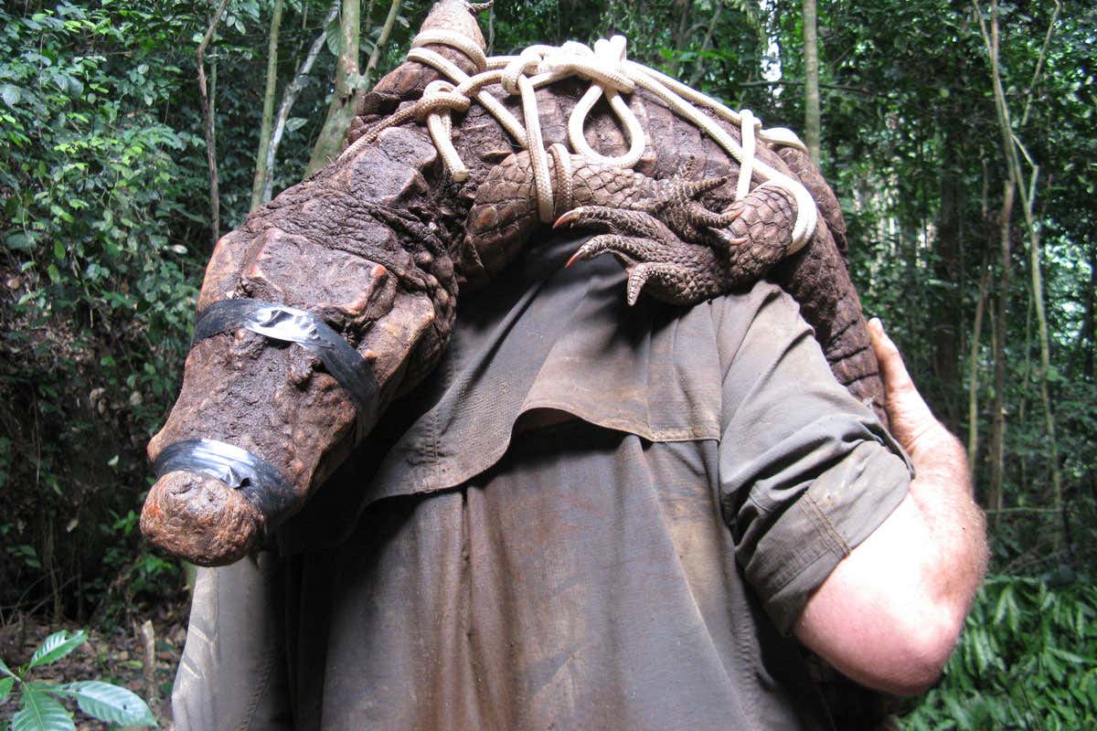 Researcher carrying captured crocodile