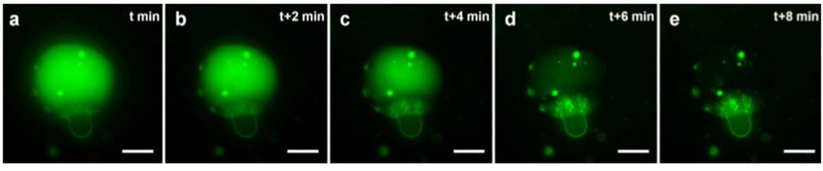 Killer and prey protocells