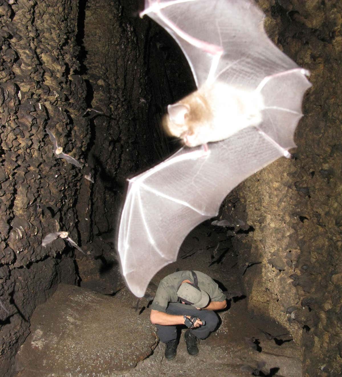 Bats and researcher in cave