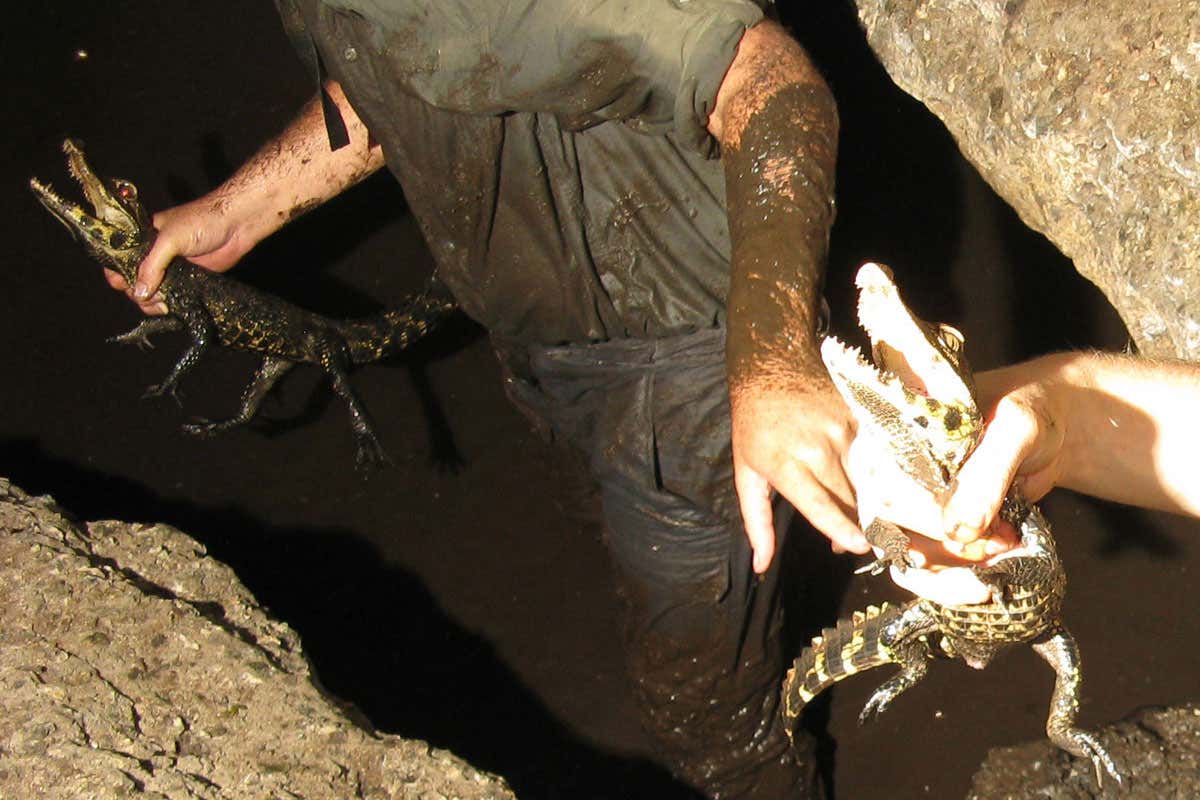 Researchers and captured crocs