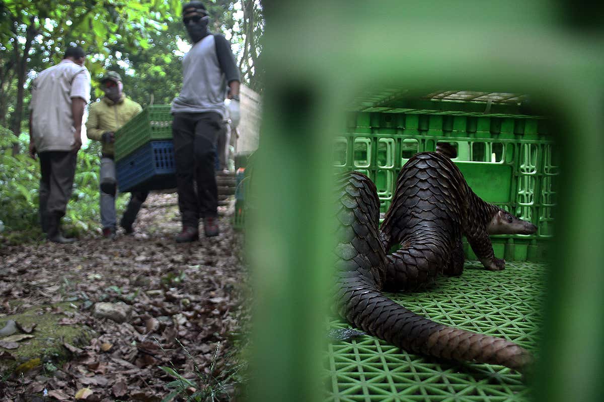 Green forest with a scaly pnagolin the bakcround