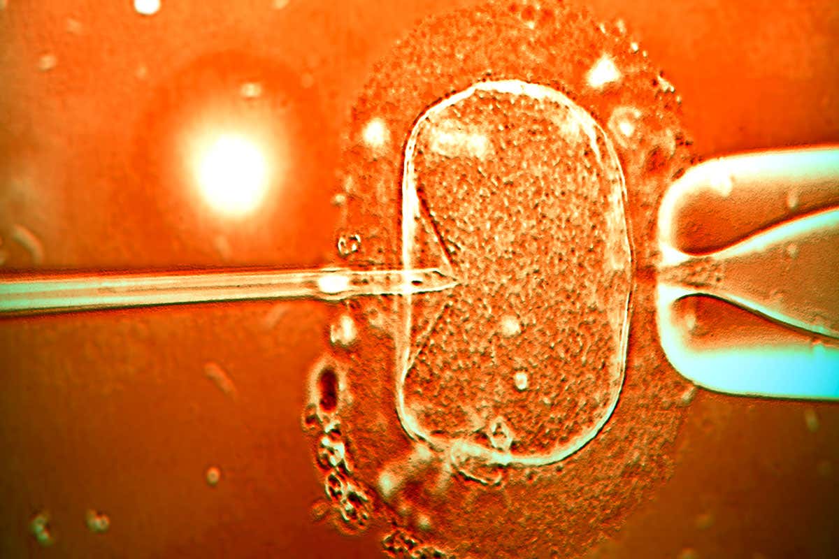 ICSI being used to inject sperm into an egg