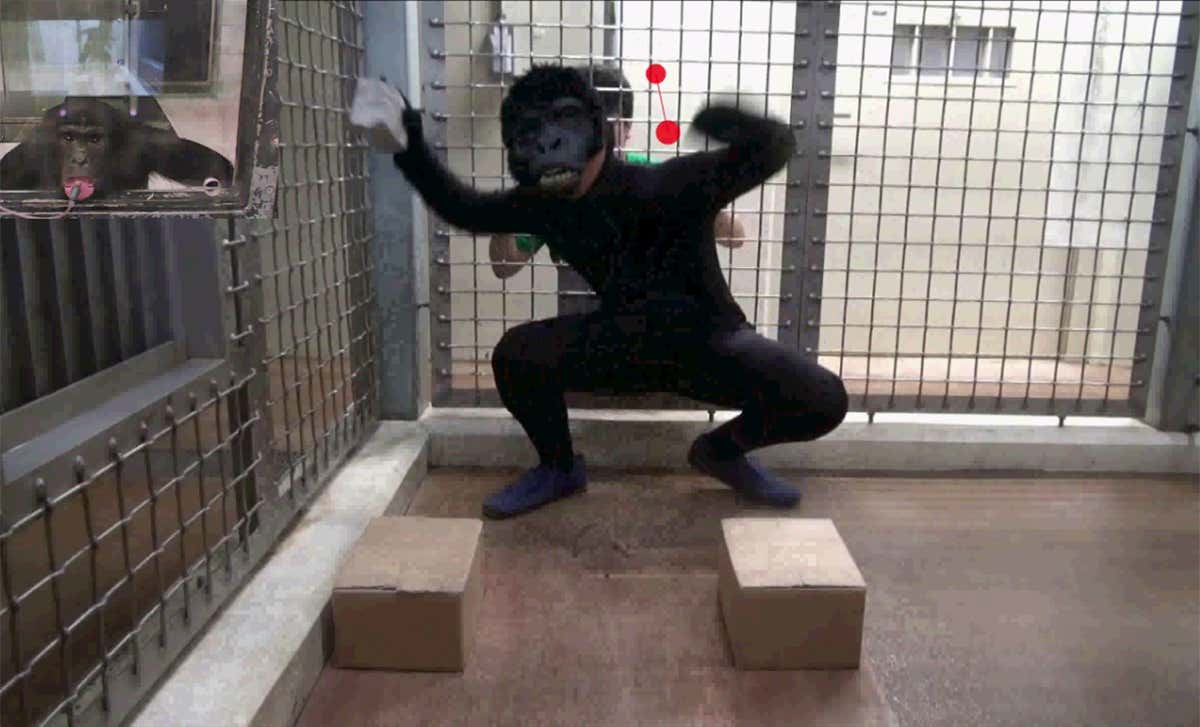 Chimps, bonobos and orangutans grasp how others view the world