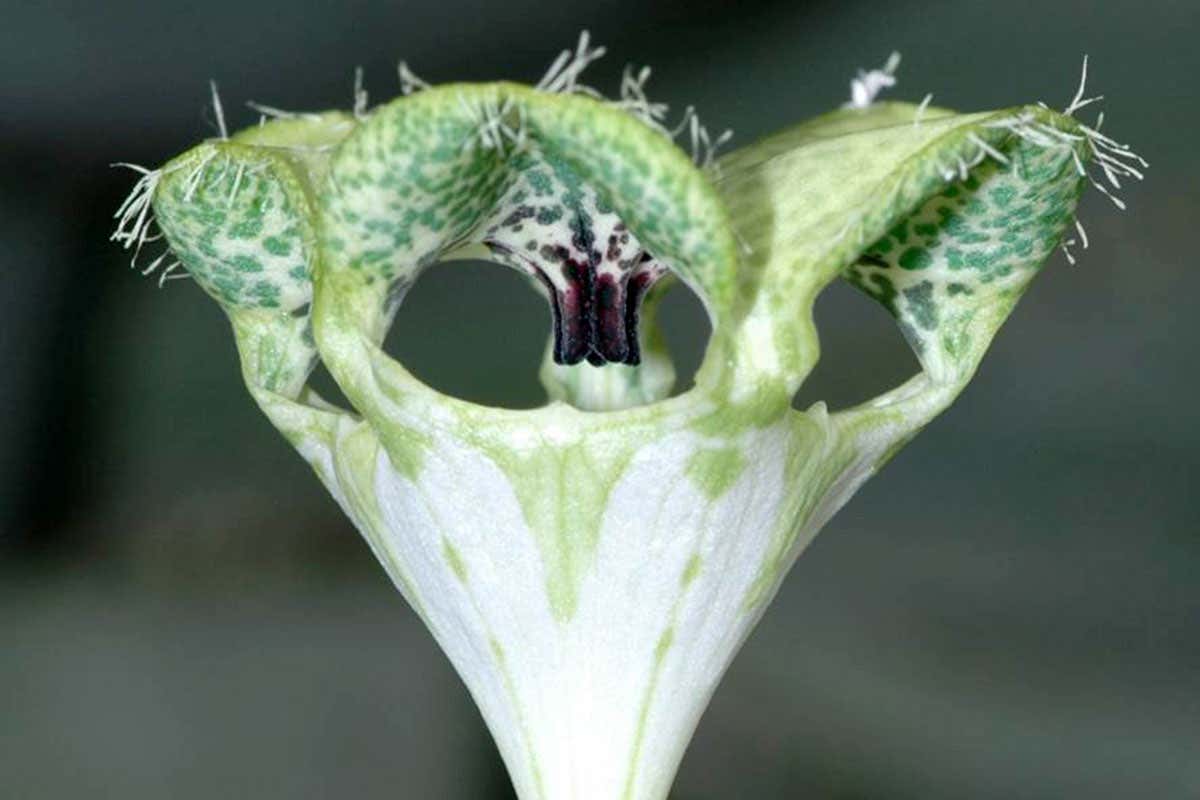 Ceropegia-sandersonii: it's a trap