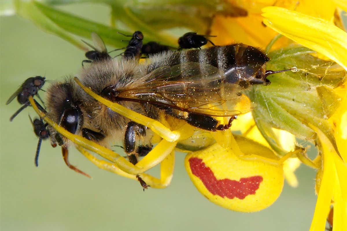 Flower hijacks the fragrance of attacked bees to imprison flies