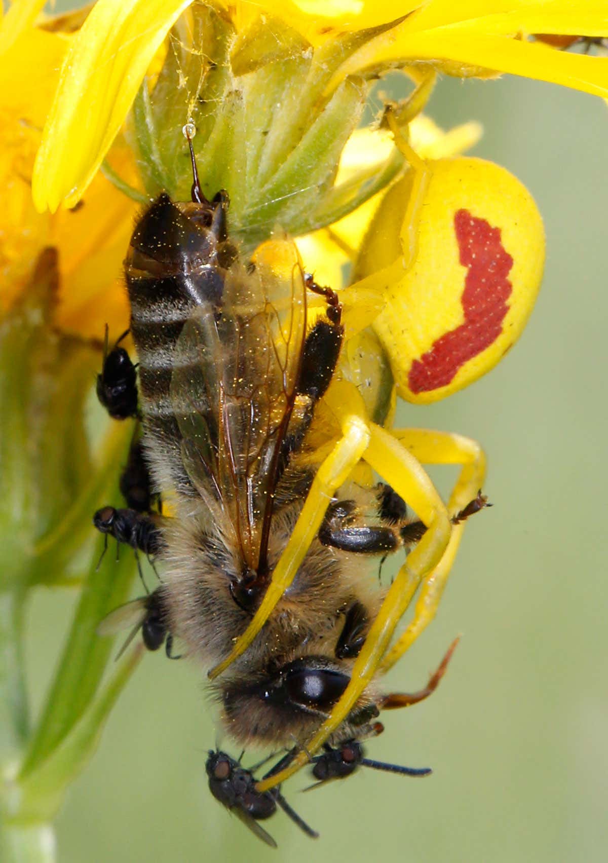 New Scientist. Science news and long reads from expert journalists, covering developments in science, technology, health and the environment on the website and the magazine.