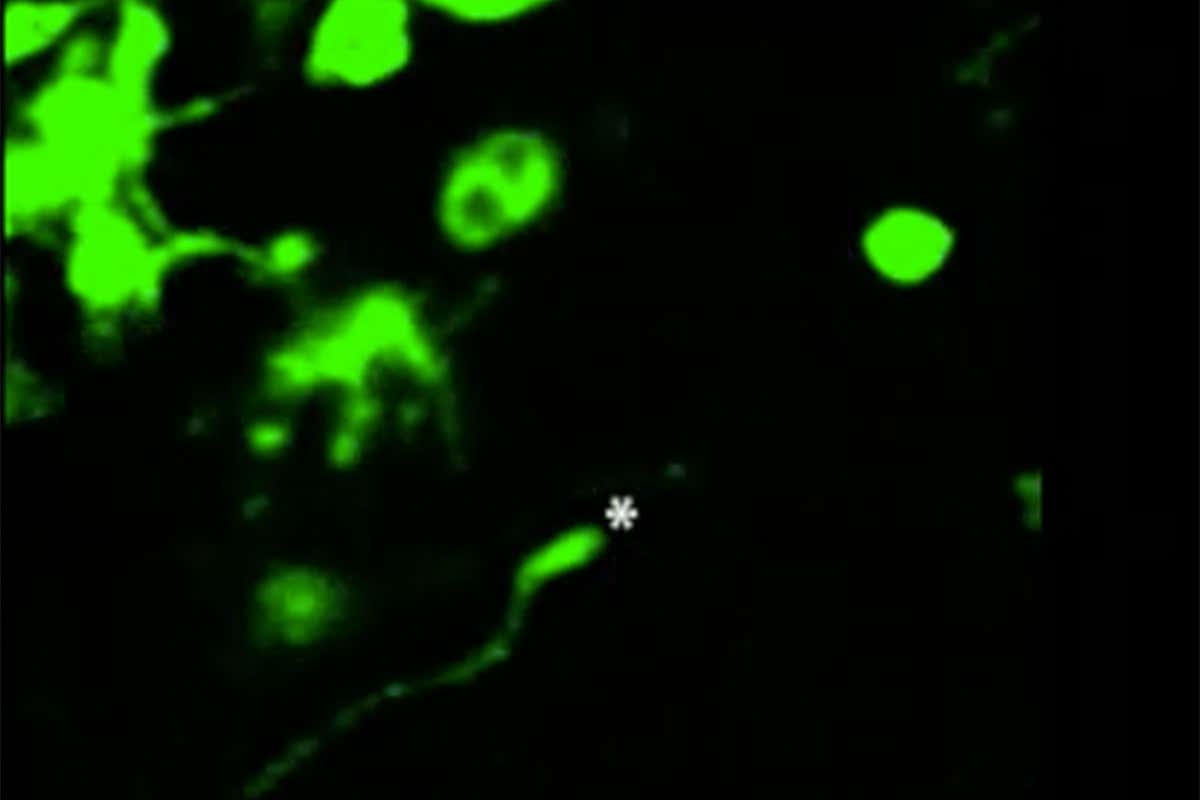 New Scientist. Science news and long reads from expert journalists, covering developments in science, technology, health and the environment on the website and the magazine.