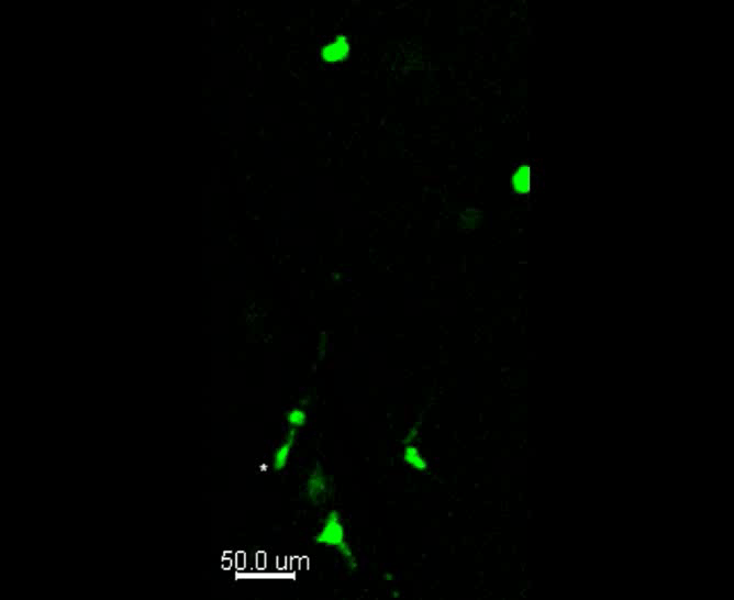 New Scientist. Science news and long reads from expert journalists, covering developments in science, technology, health and the environment on the website and the magazine.