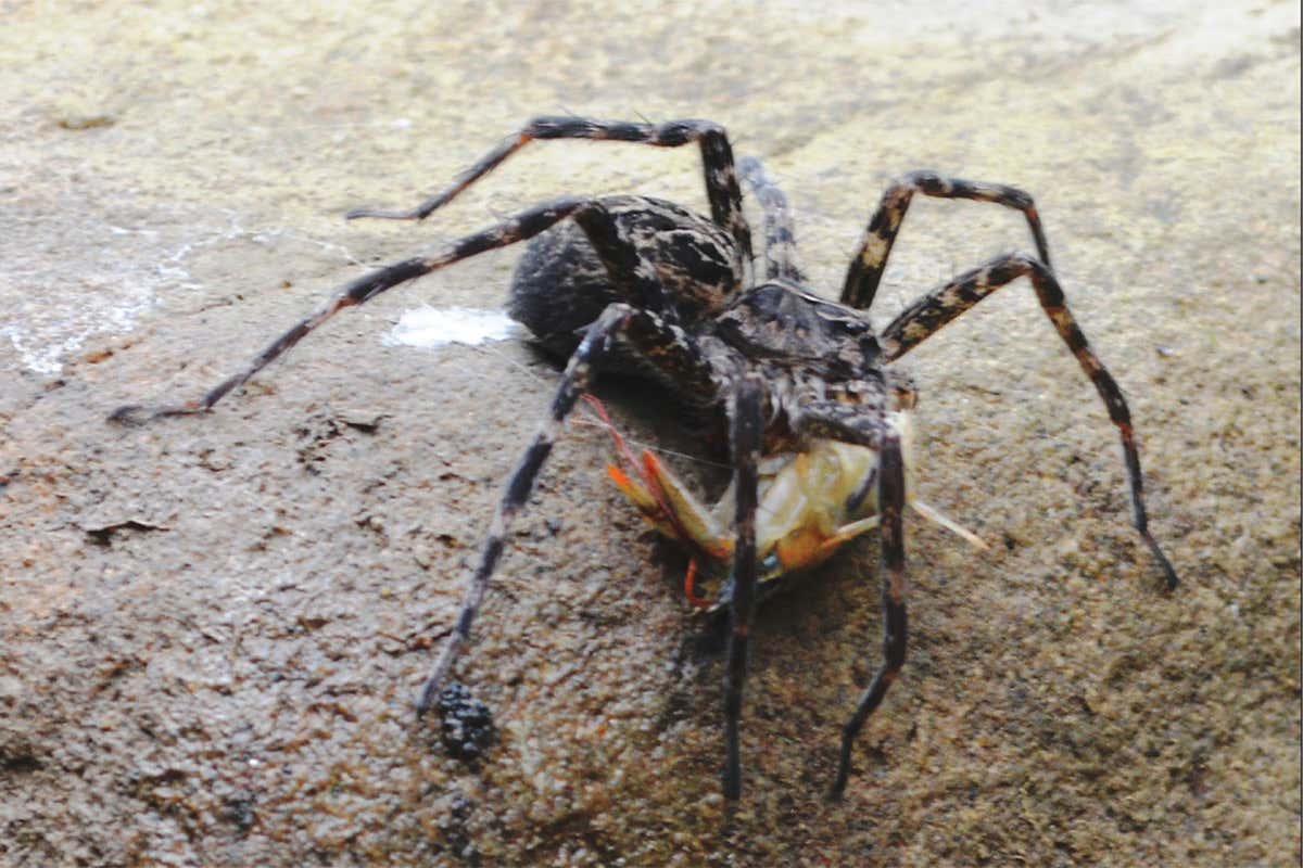 The spider has a crayfish under its fangs on a rock