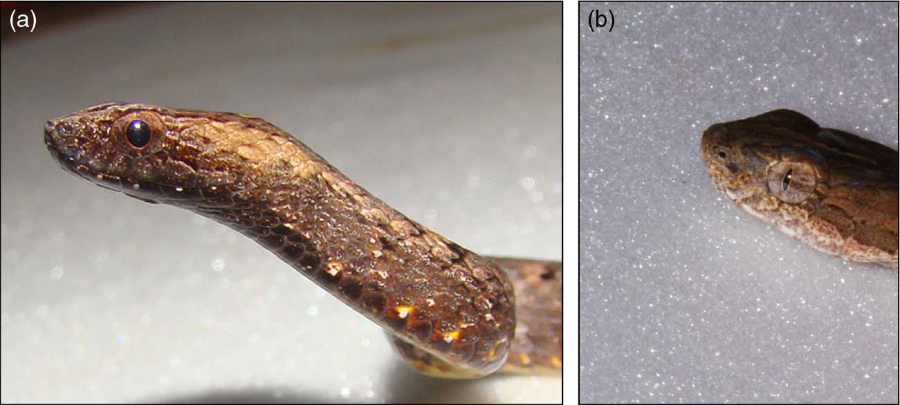 Snake eye mimicry Silva_et_al-2016-Frontiers_in_Ecology_and_the_Environment-1