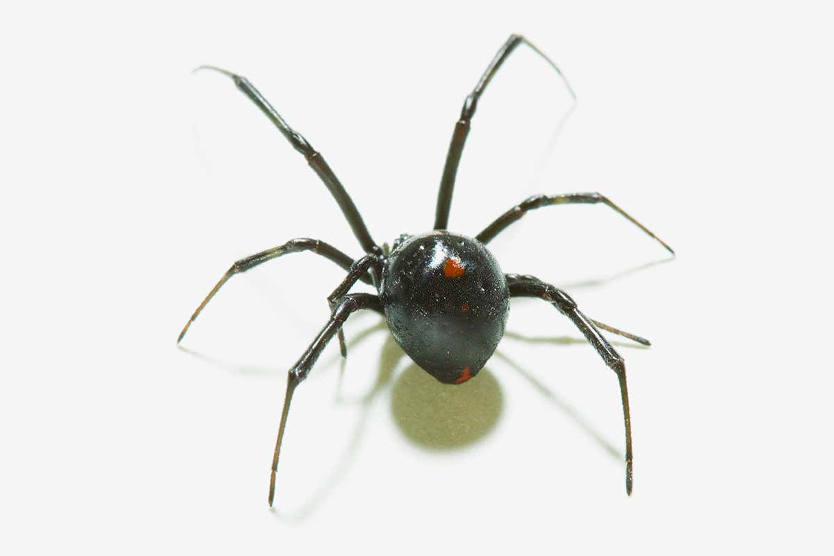 Black widow spider