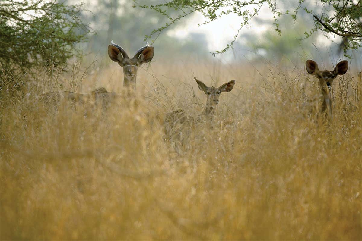 Antelope seen through long grass