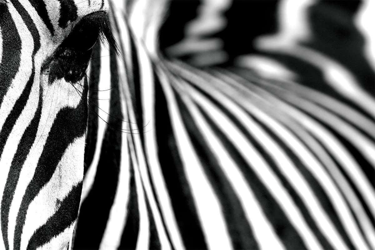 A zebra