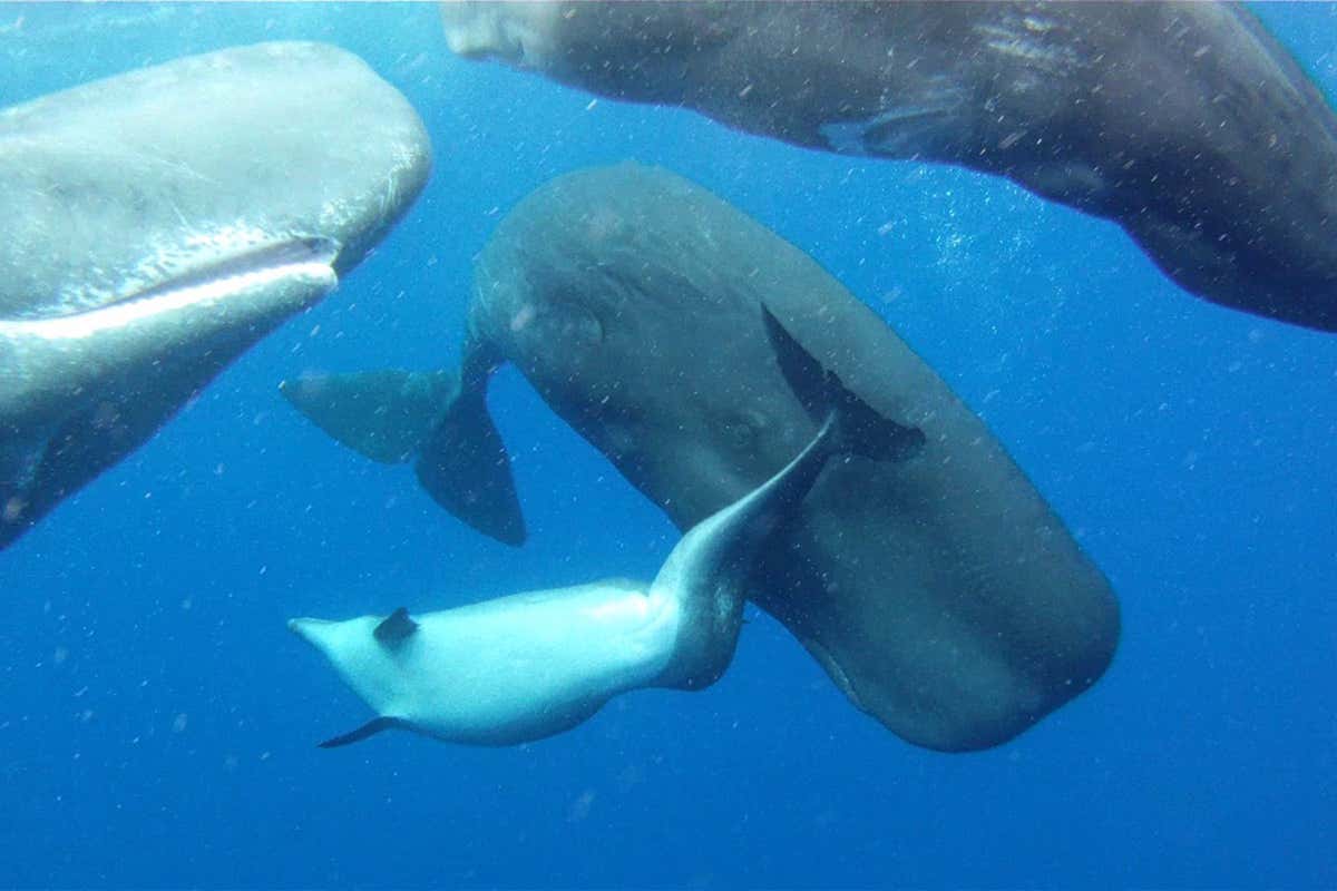 deformed dolphin with whale