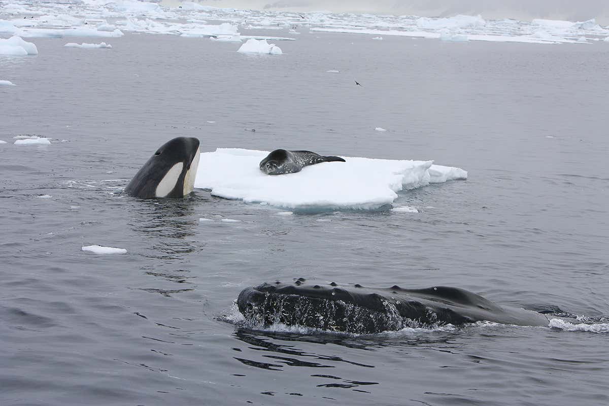 Orca and humpback whales