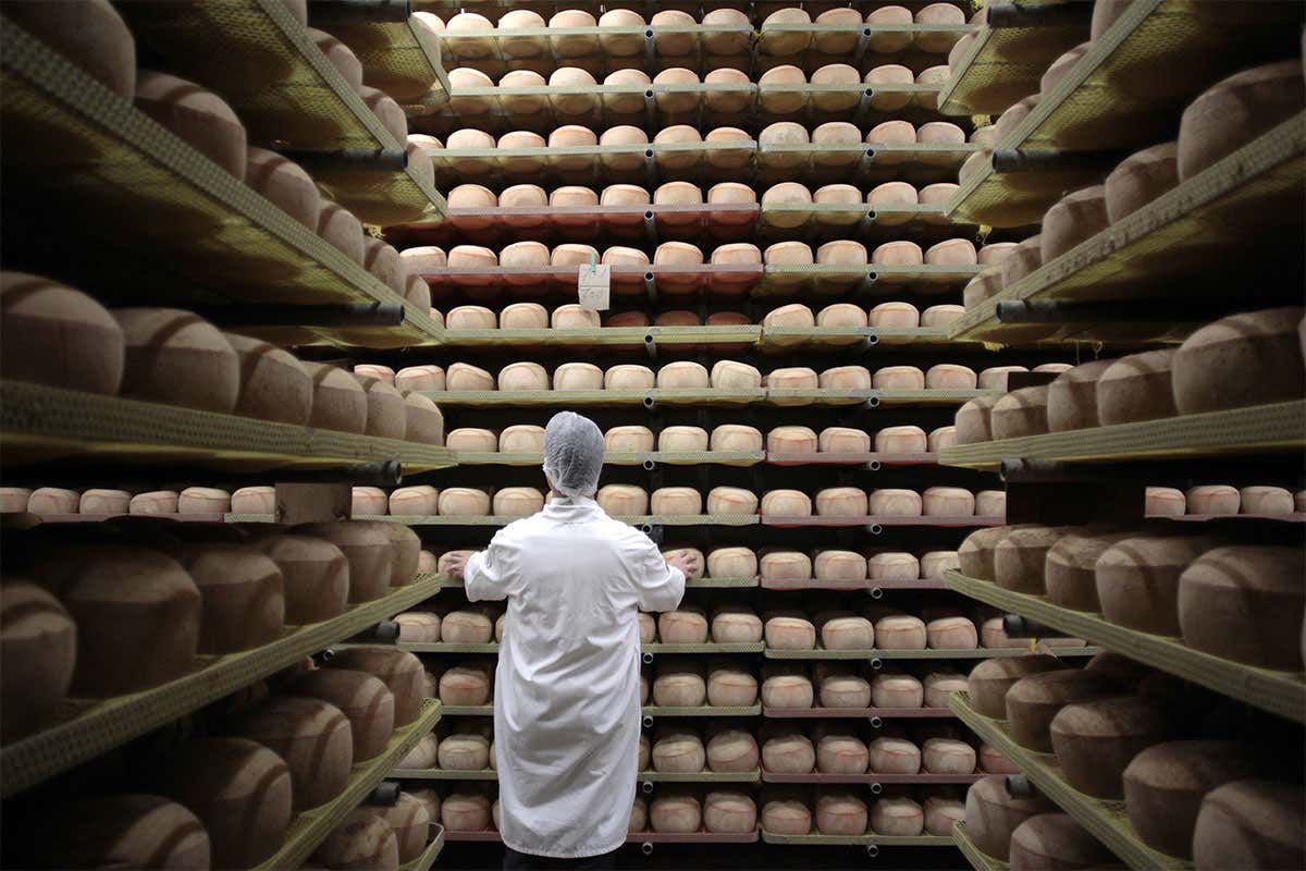 Shelves and shelves of maturing cheese