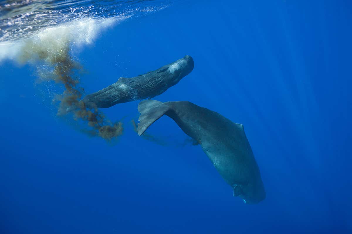 Two whales swimming along, one of them has left a plume of faeces behind it