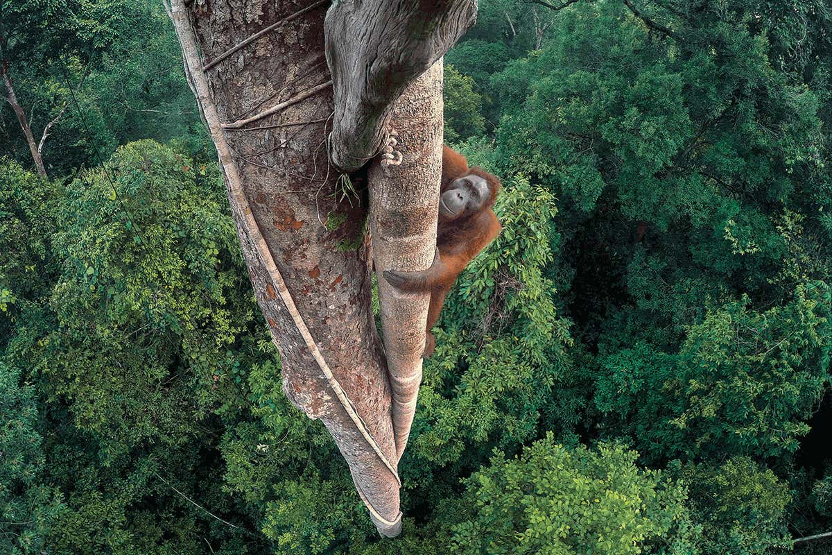 Dizzying view of orangutan hunting for figs wins photo prize