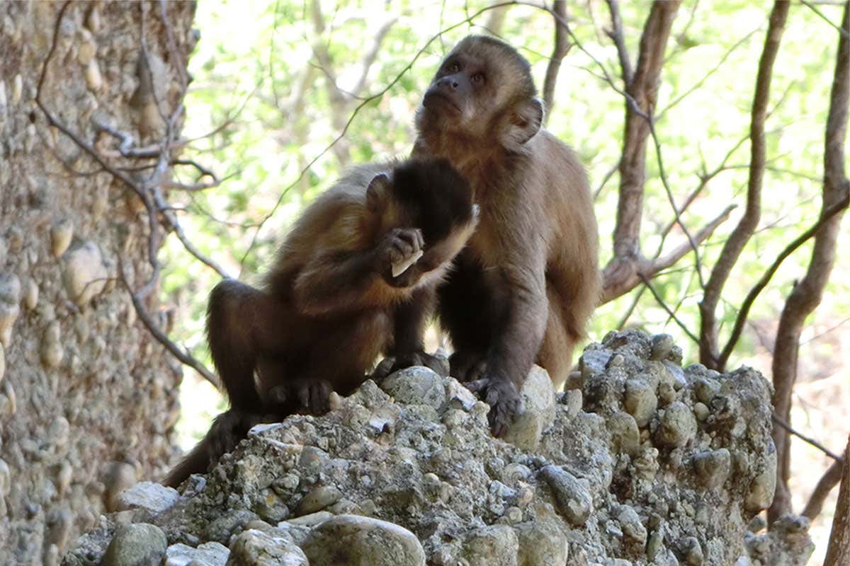 Capuchin monkey hits stone with stone