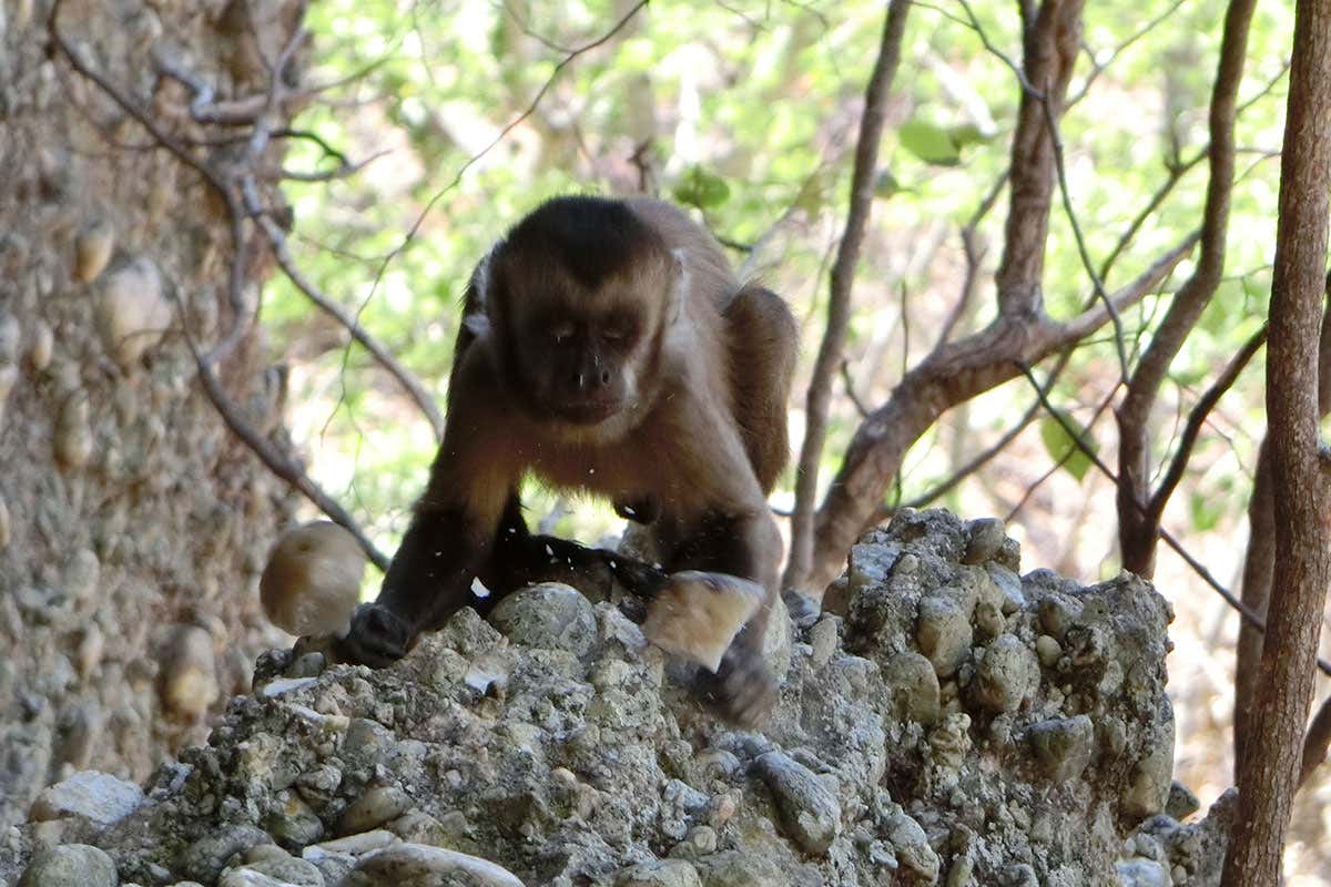 Capuchin monkey's stone fragments