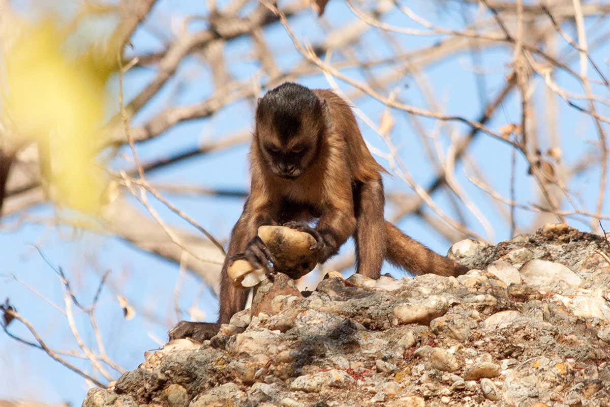 Capuchin monkey's hammerstone breaks 