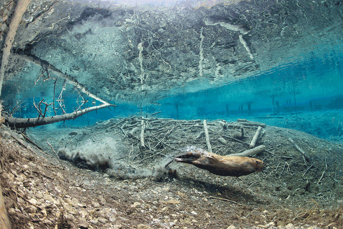 beaver underwater