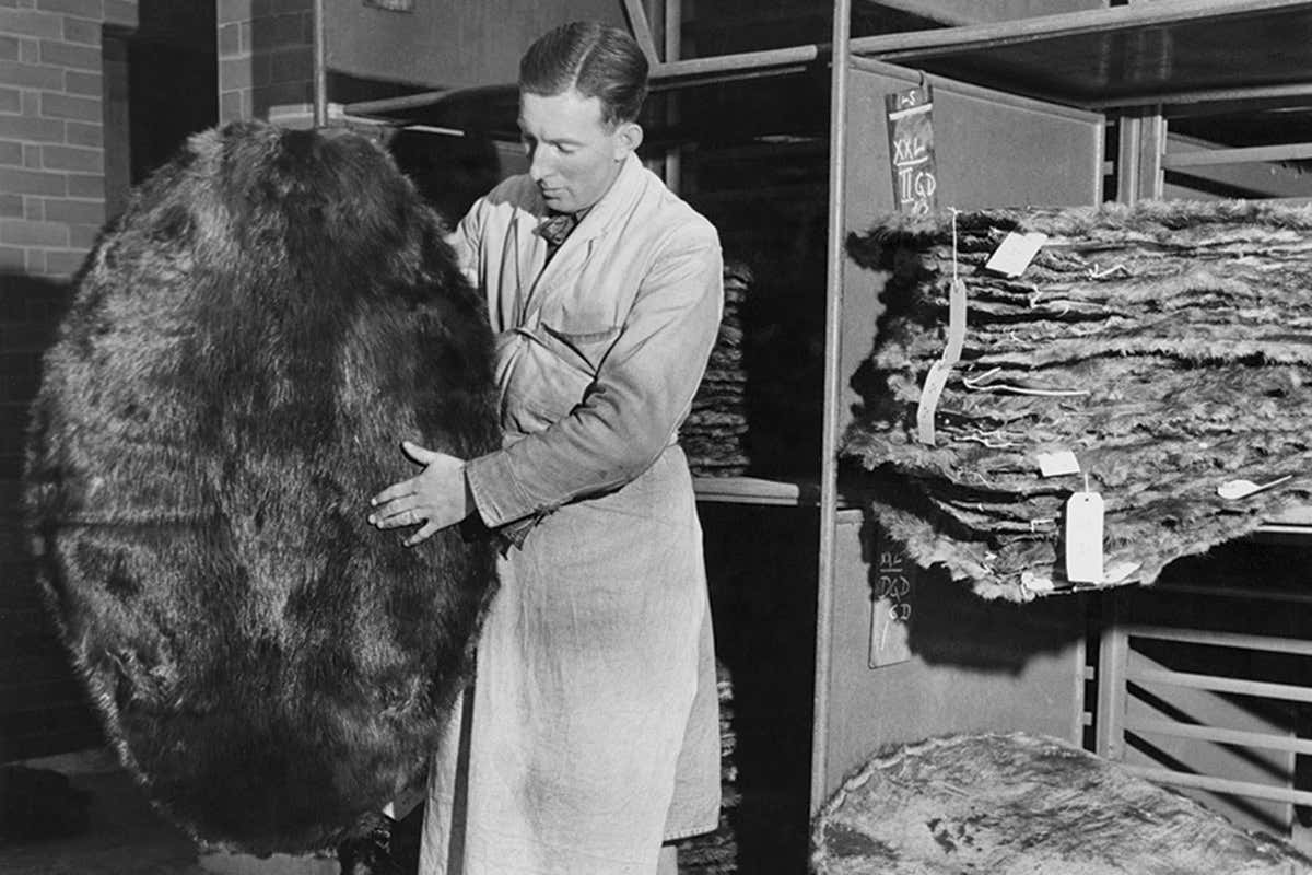 Man looking at beaver pelts in old photograph