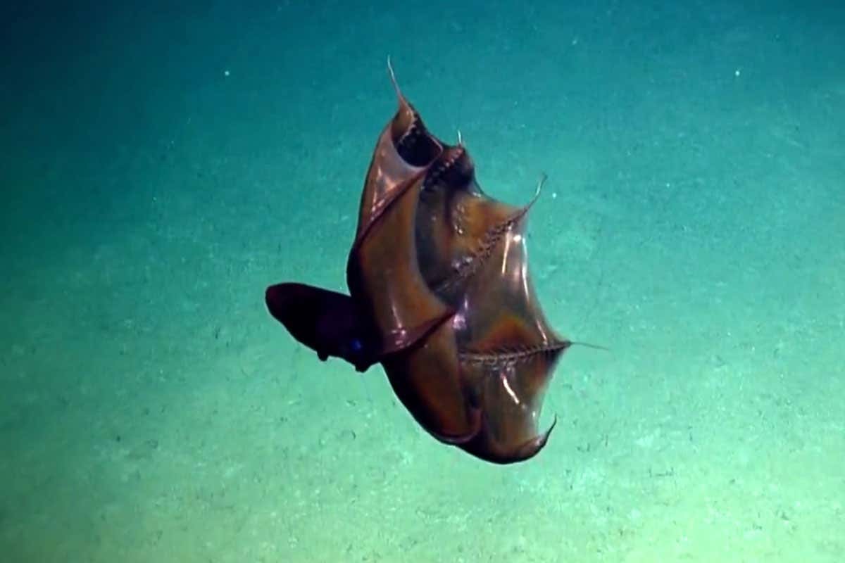 A dracula squid swimming past