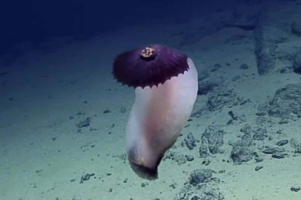 A sea cucumber