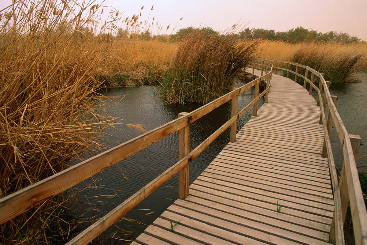 A bridge in a marshy landscape extends into the distance where reeds and grasses can be seen
