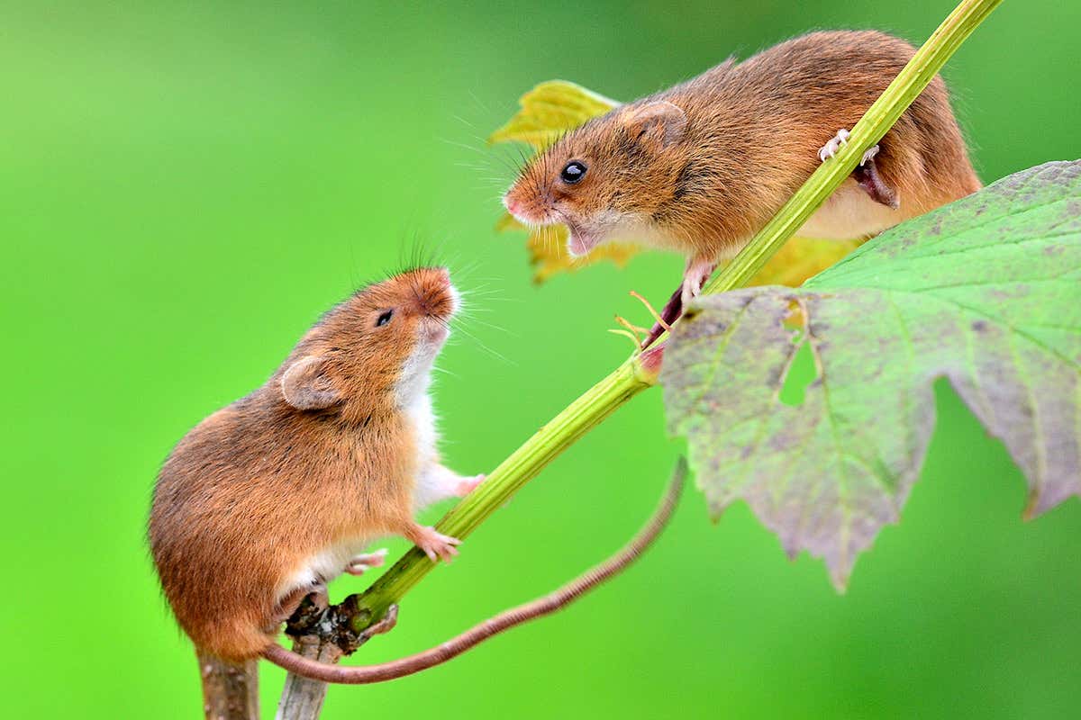 New Scientist. Science news and long reads from expert journalists, covering developments in science, technology, health and the environment on the website and the magazine.