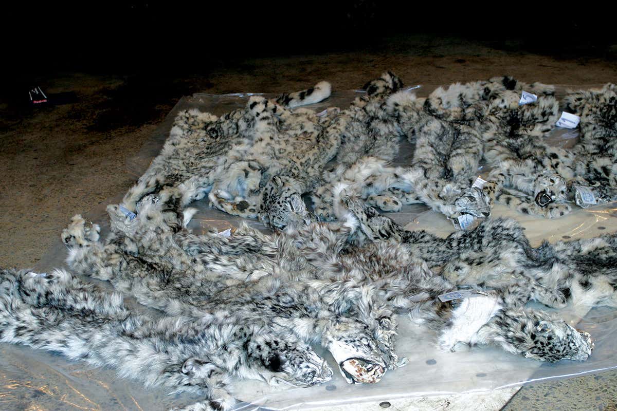 Seized snow leopard pelts