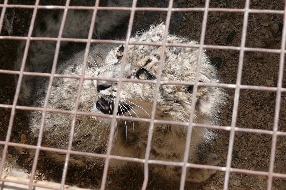 Seized snow leopard cub