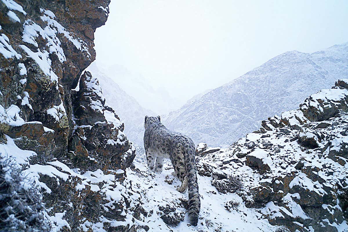 Snow leopard