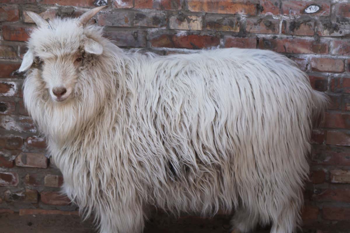 Shaggy goats at one year old