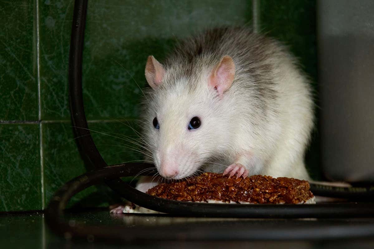 A white rodent eating a chocolate snack