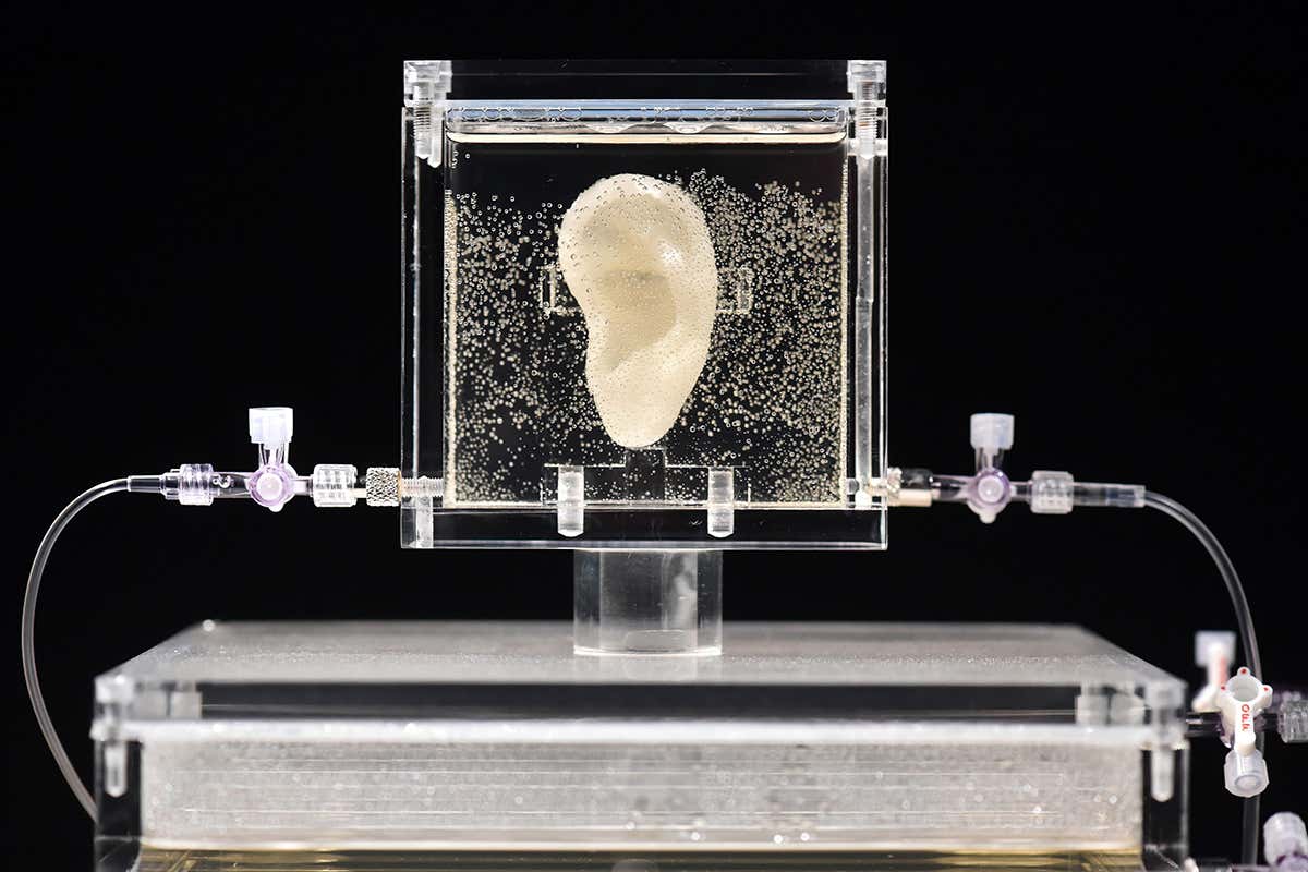 An ear suspended in some clear material between two sheets of glass on top of a display stand