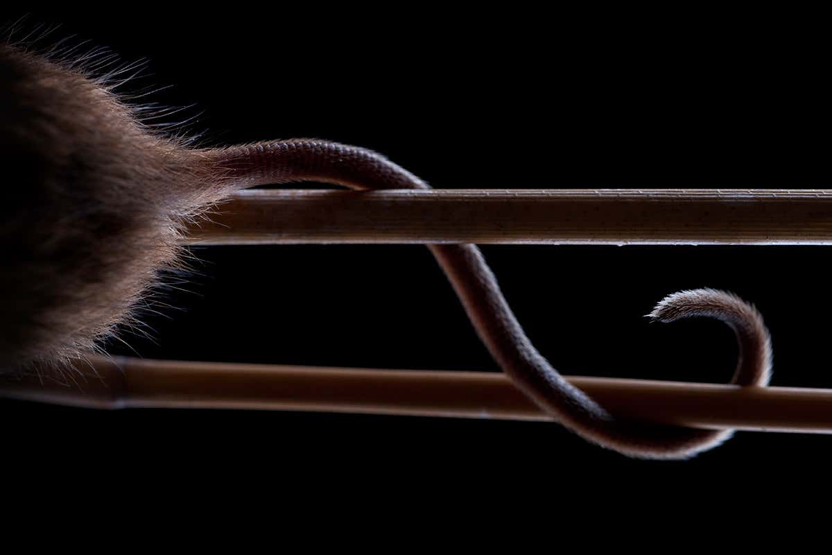 Close-up of a mouse's tail wrapped around the bars of a cage
