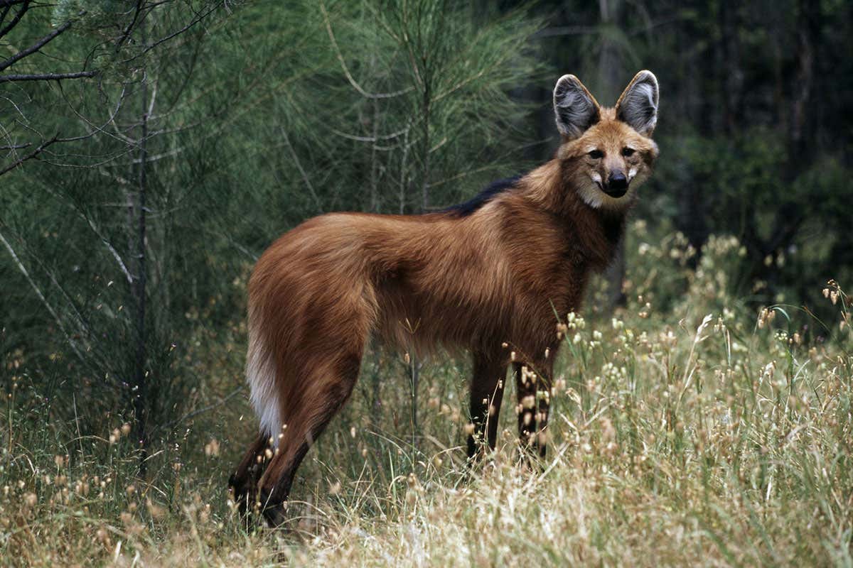 Maned wolf: Threatened by farmland expansion