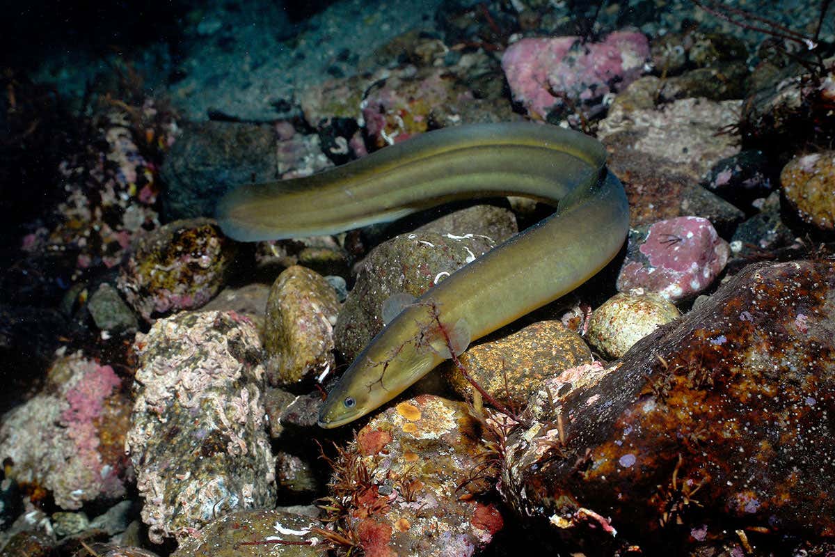 European eels: diseased, overfished