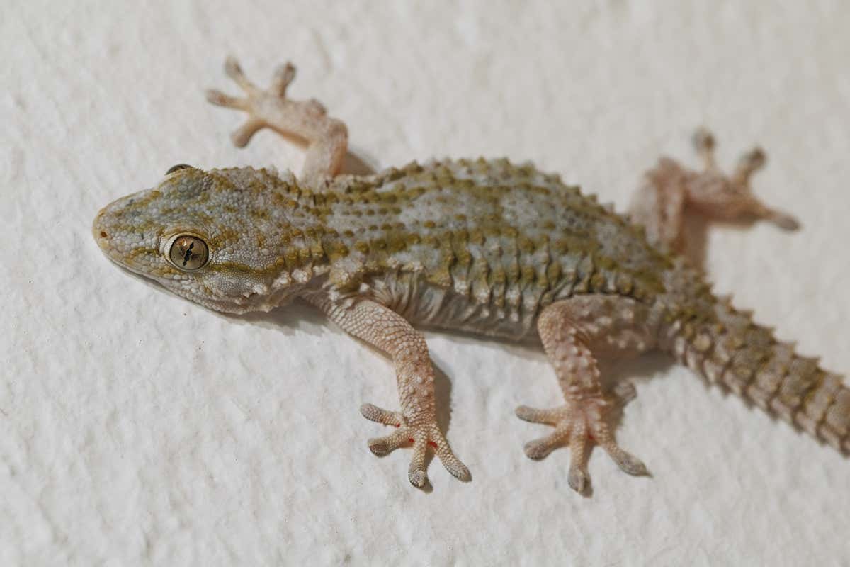 Invading giant geckos get stuck on a single building