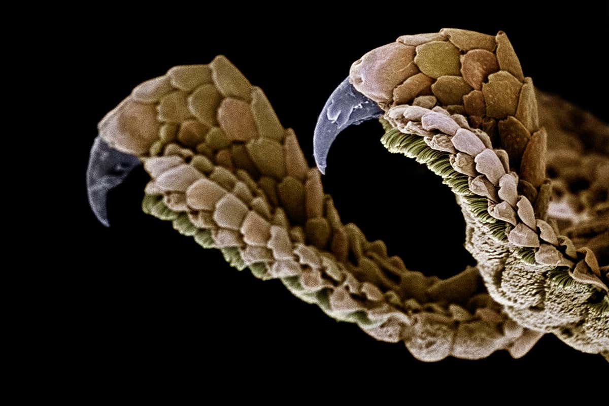 A close up of the toe-tip pads of Tarentola mauritanica