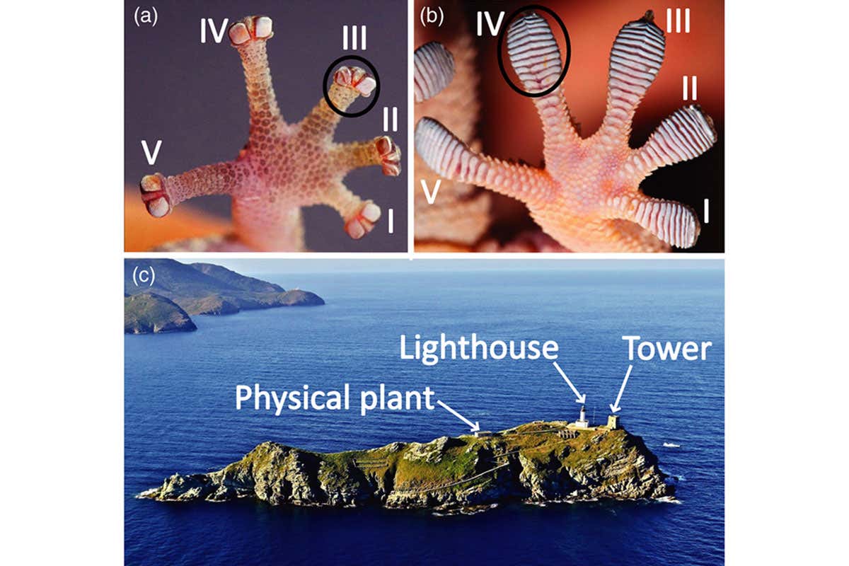  (a) Foot pad of Euleptes europaea, (b) foot pad of Tarentola mauritanica and (c) Giraglia Island