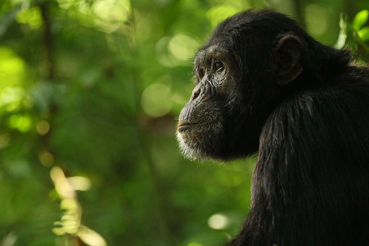 A little less than 1% of the chimpanzee genome is made up of bonobo genes