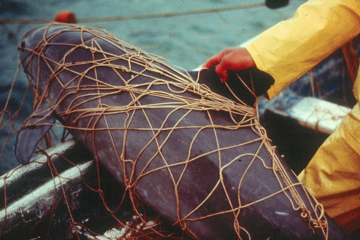 Dead vaquita in net