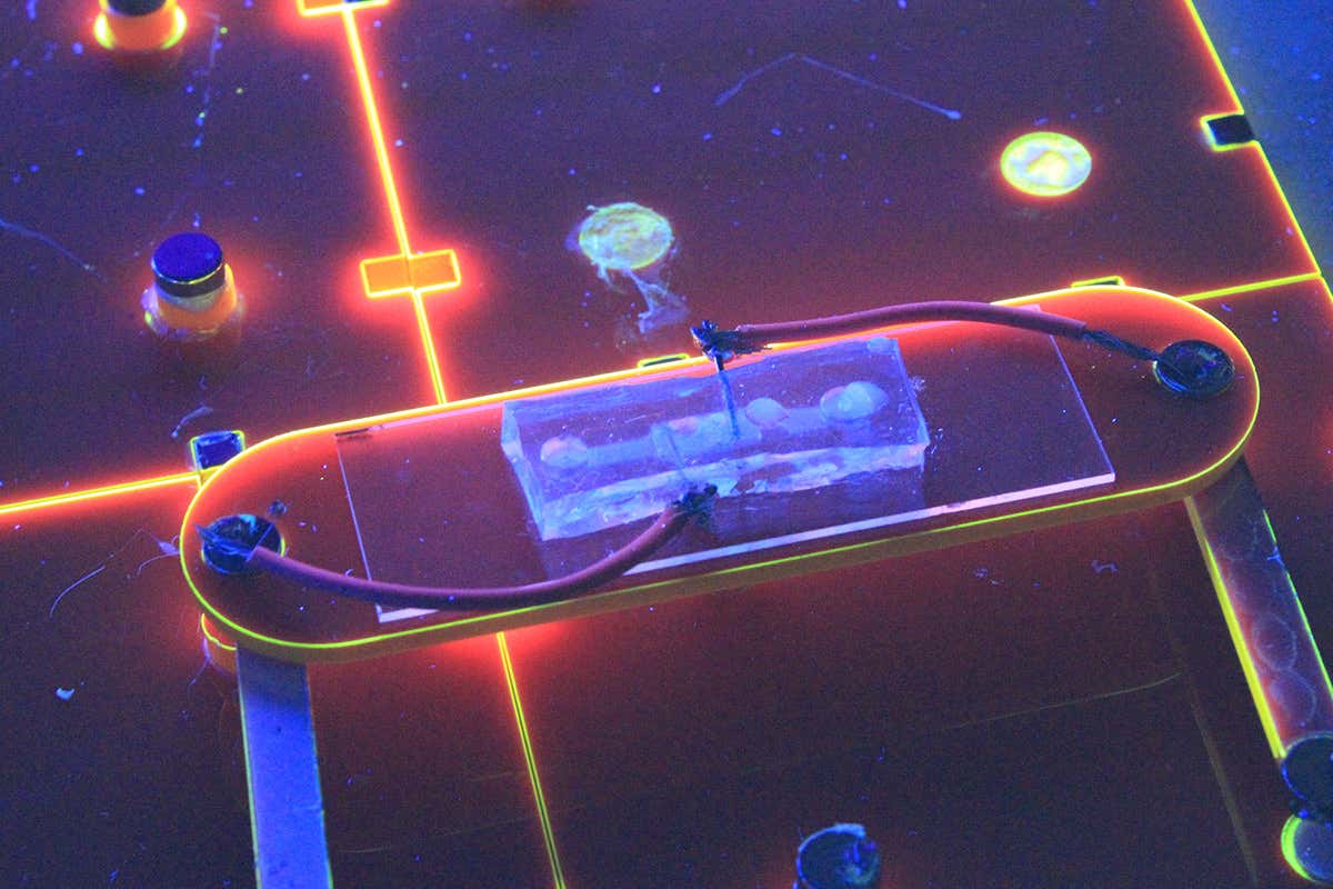 Lightbulb made of modified <em>E. coli</em> fuses biology and electronics