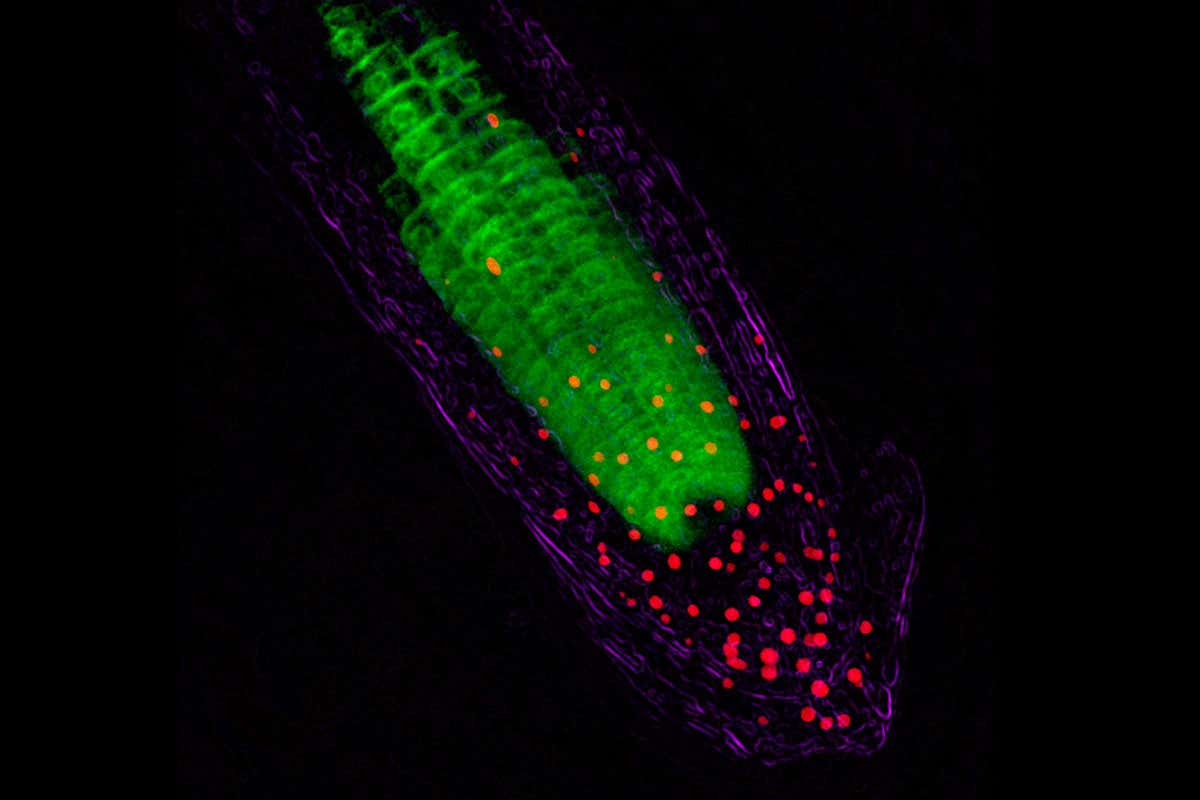Plants ‘see’ underground by channelling light to their roots