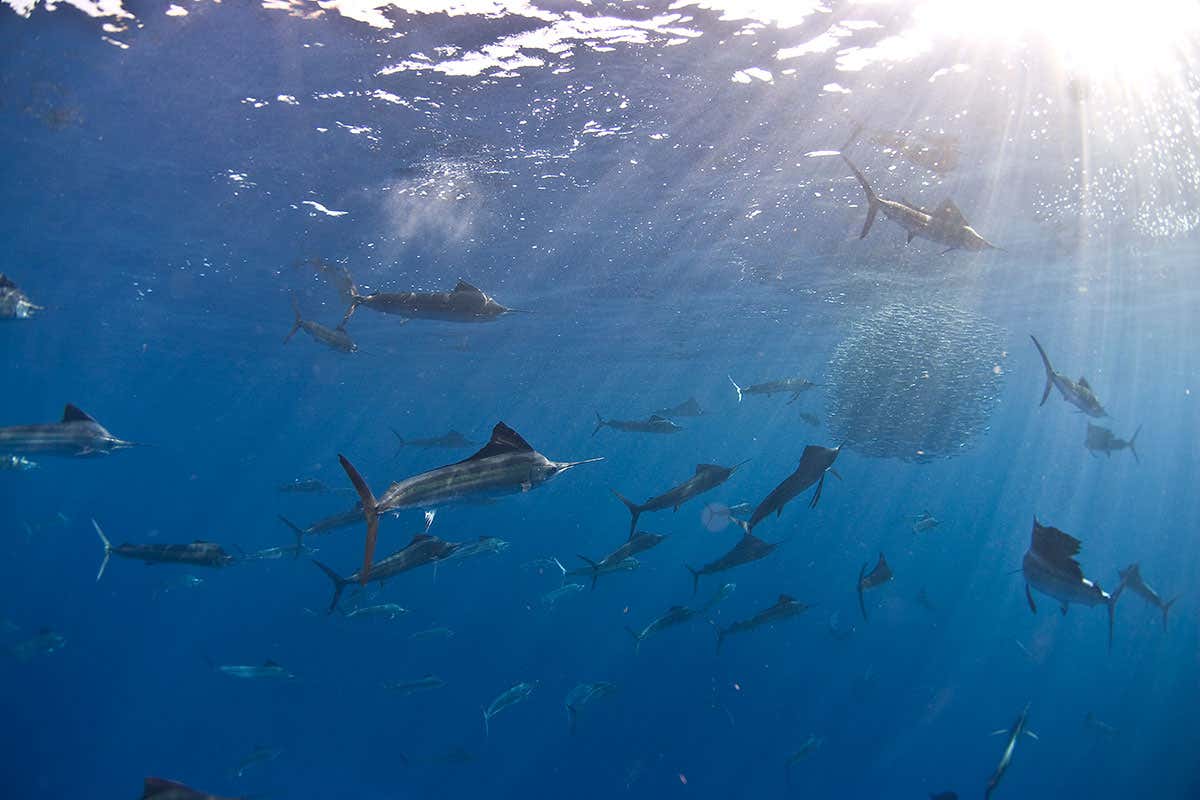 New Scientist. Science news and long reads from expert journalists, covering developments in science, technology, health and the environment on the website and the magazine.