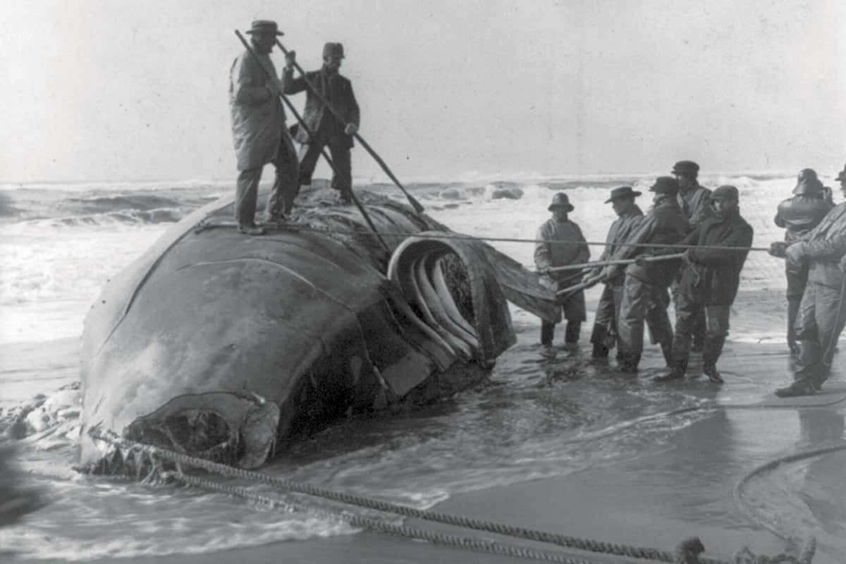 whaling history