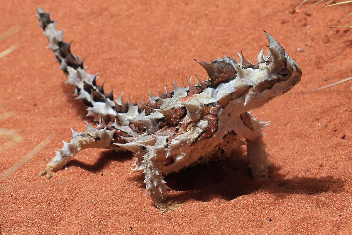 Desert lizard can sip water from sand through its feet and back
